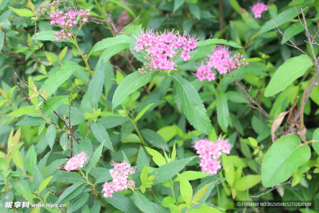 粉花绣线菊 
