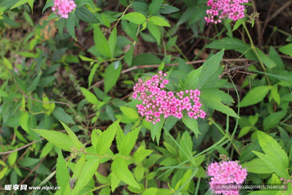 粉花绣线菊 