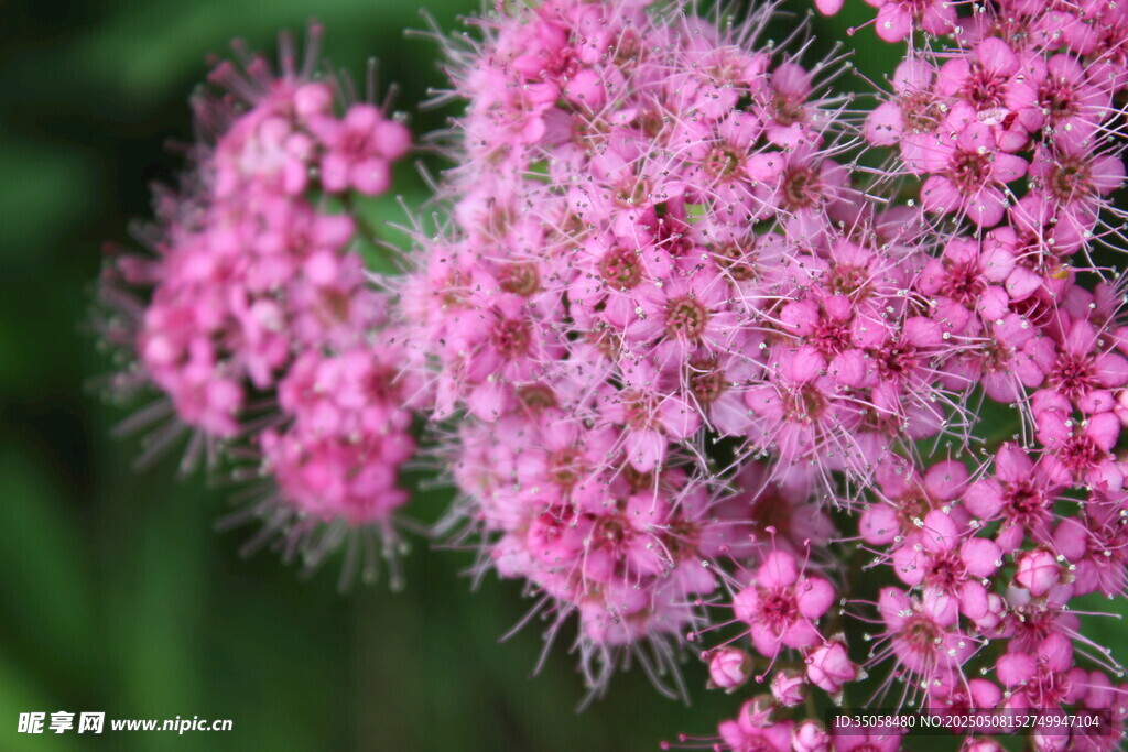 粉色绣线菊特写花朵