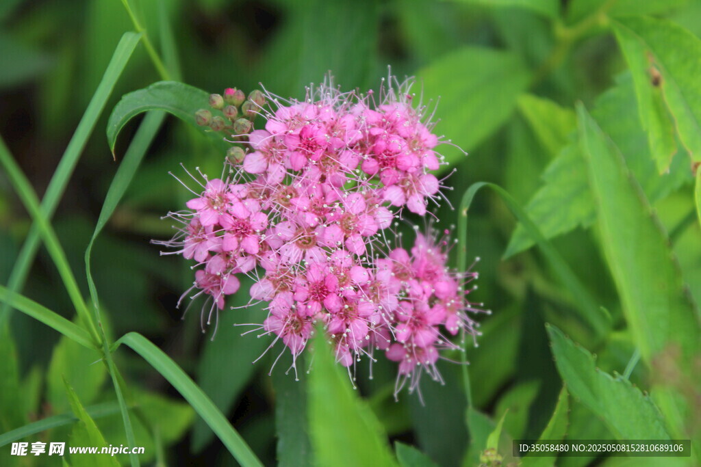 粉花绣线菊
