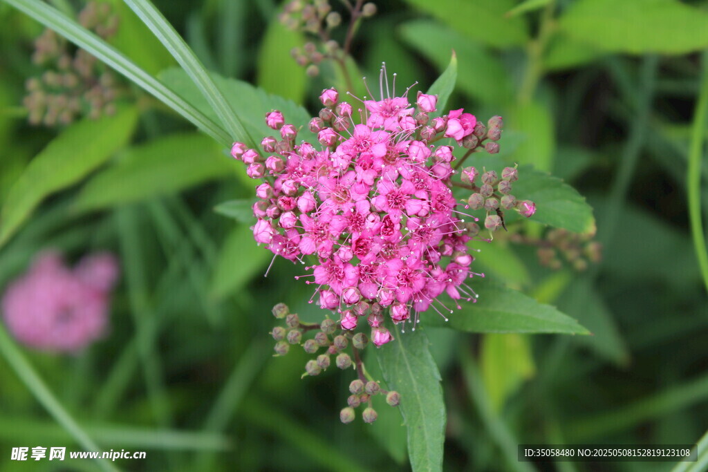粉花绣线菊