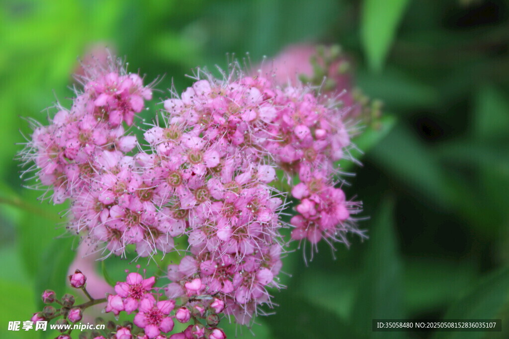 粉花绣线菊