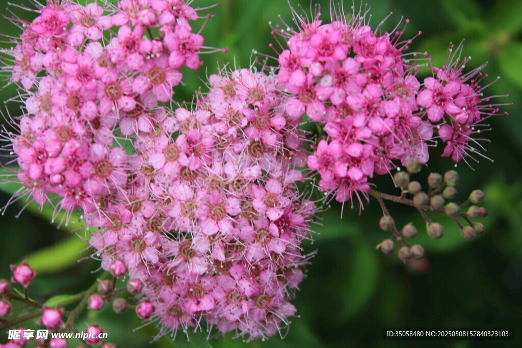 粉花绣线菊