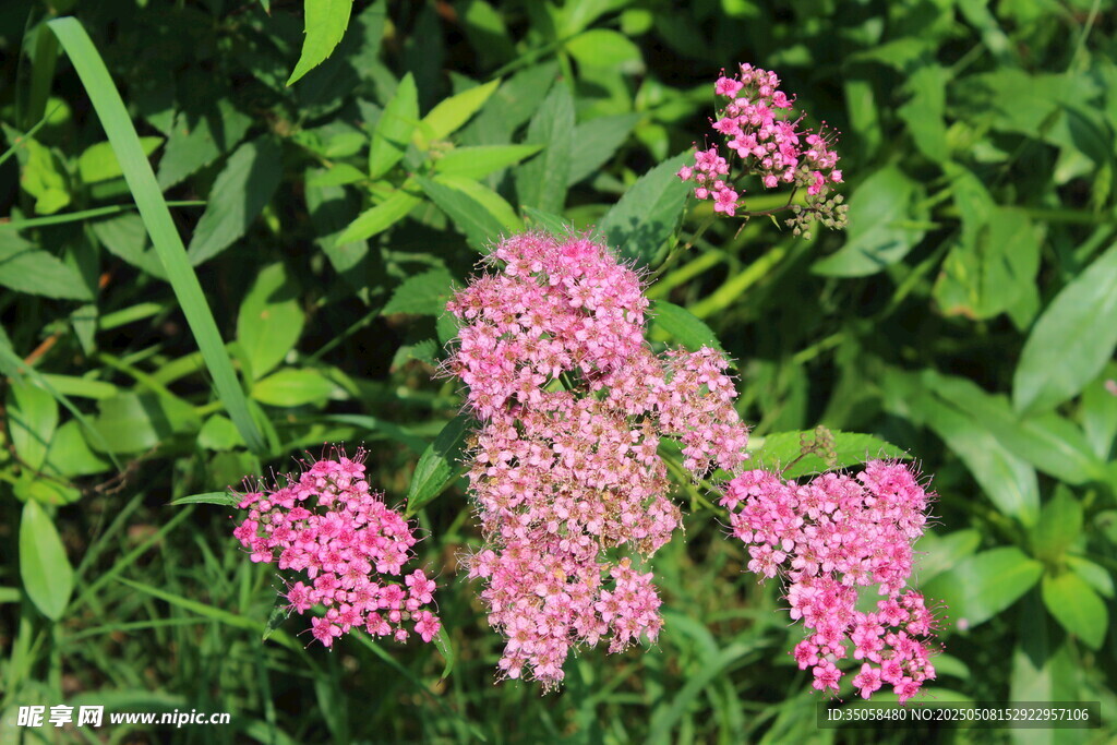 粉花绣线菊