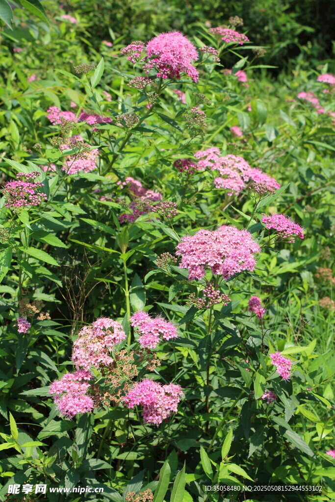 粉花绣线菊 