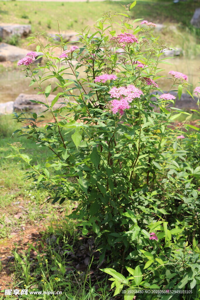 粉花绣线菊