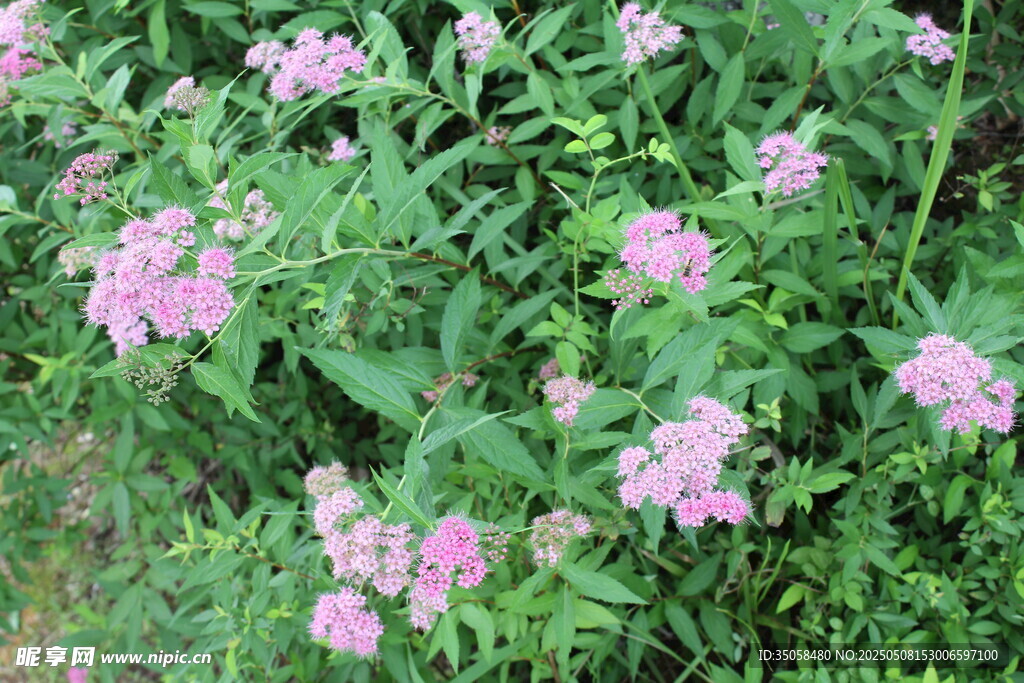 粉花绣线菊