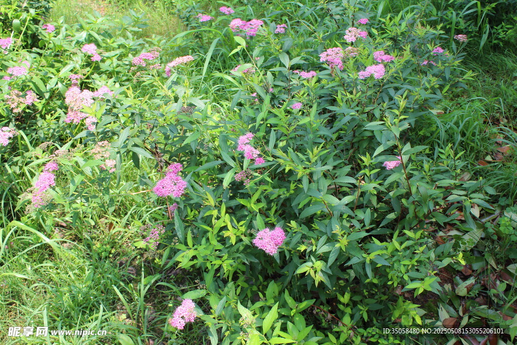 粉花绣线菊