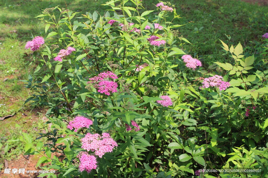 粉花绣线菊