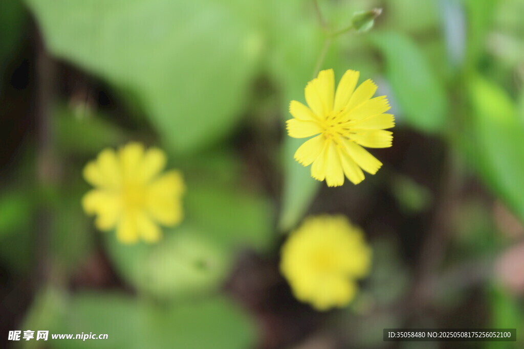 黄鹌菜