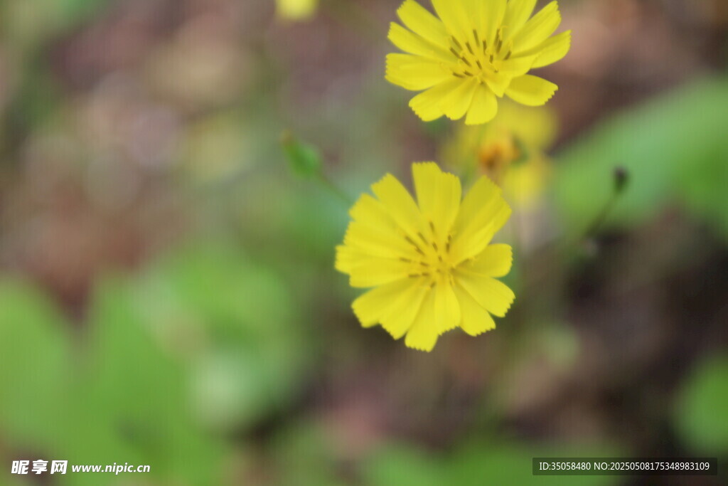 黄鹌菜