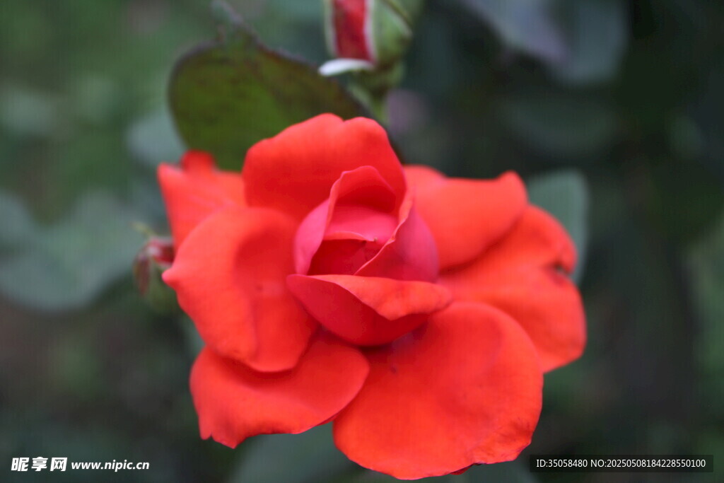 月季花