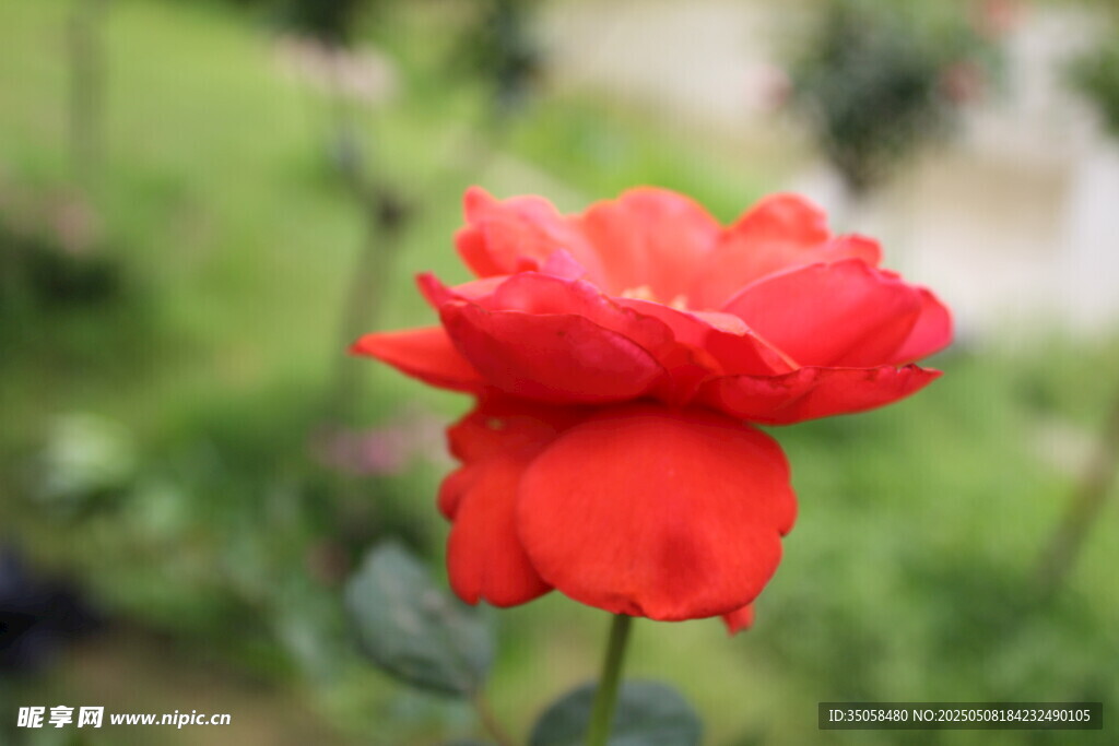 月季花 