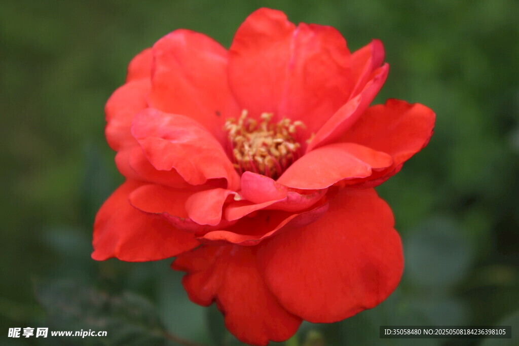 月季花
