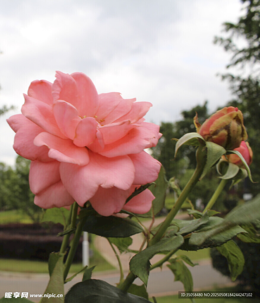 月季花