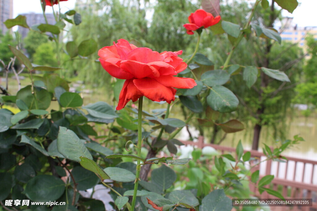 月季花