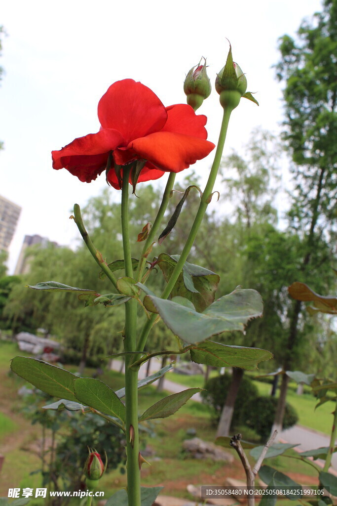月季花