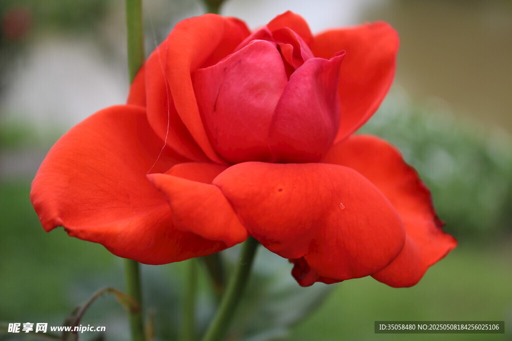 月季花
