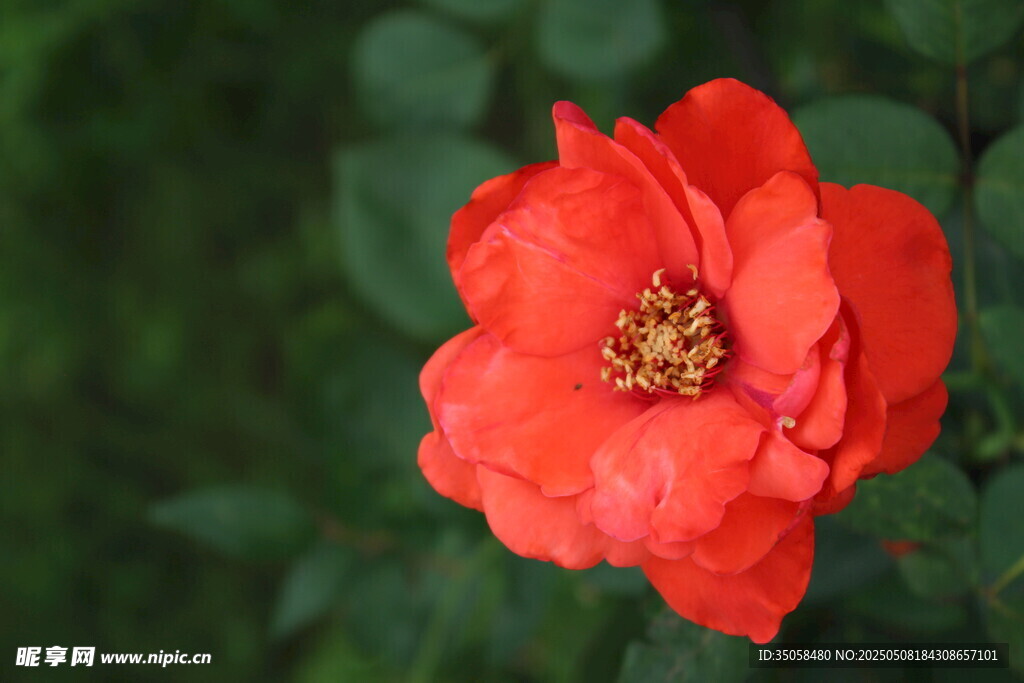 月季花