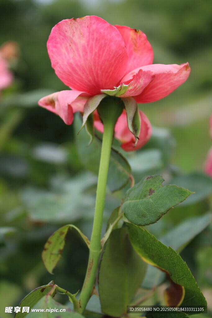月季花