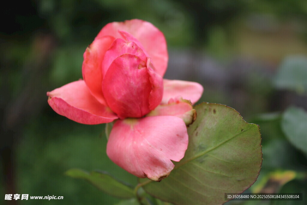 月季花