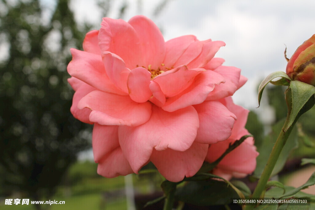 月季花