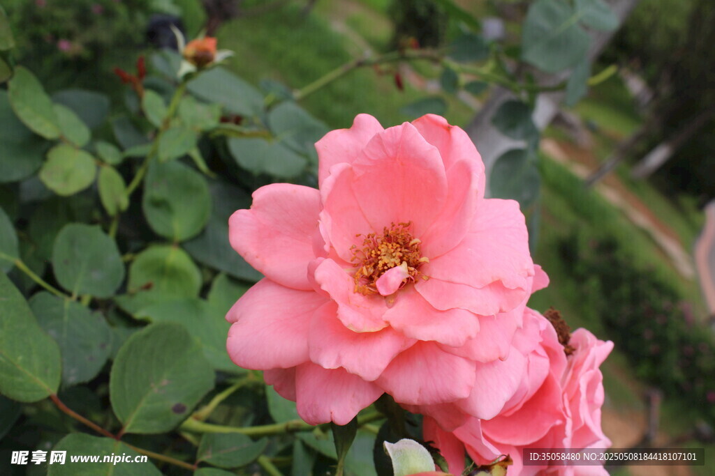 月季花
