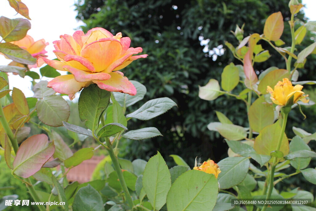 月季花