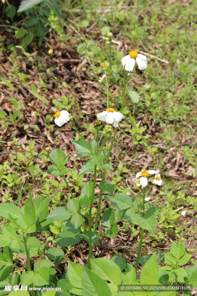 鬼针草