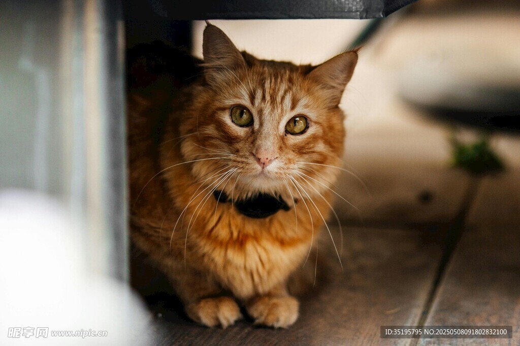 躲在角落的可爱橘猫