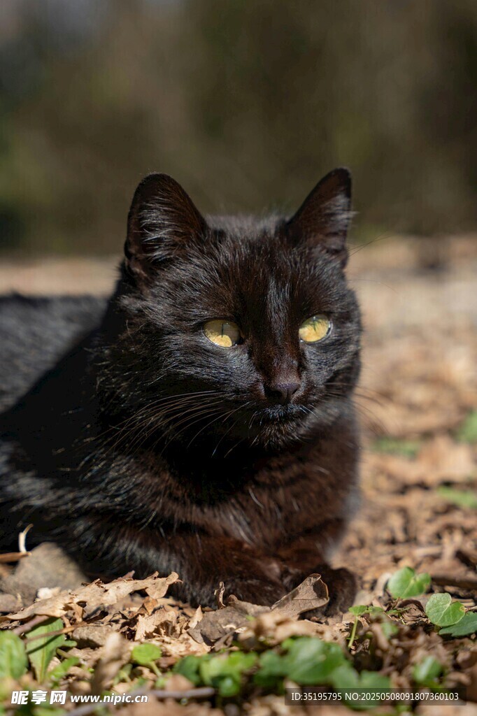 黑猫卧于落叶草地间