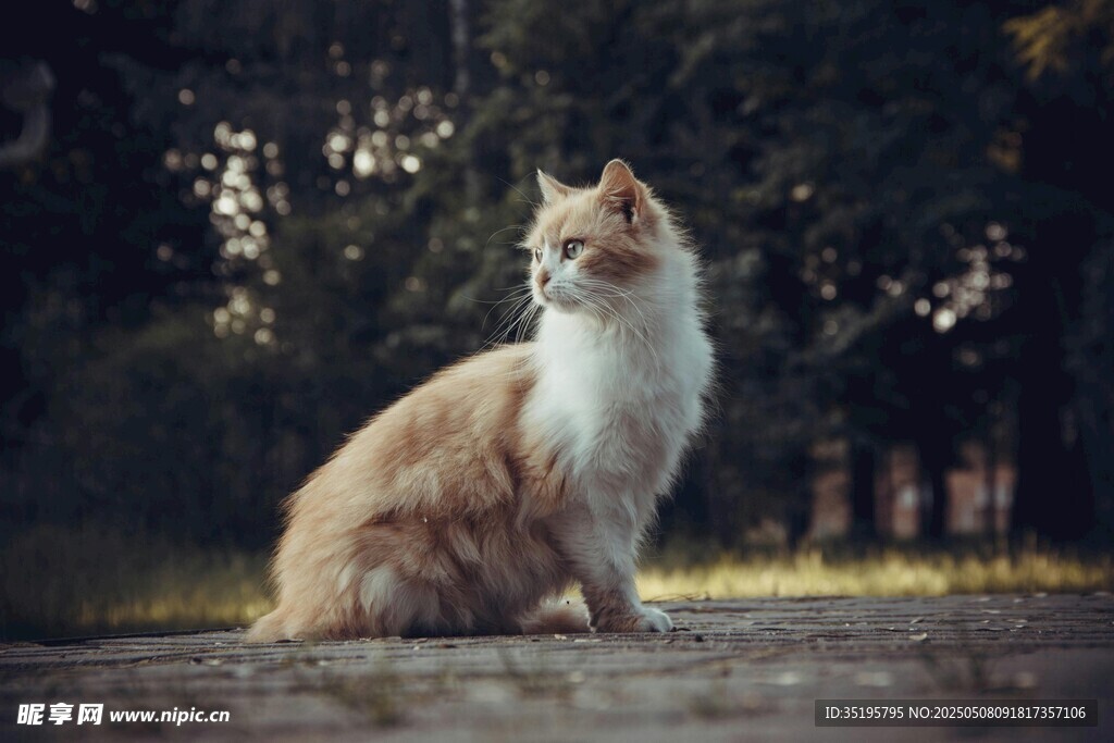 户外的长毛猫