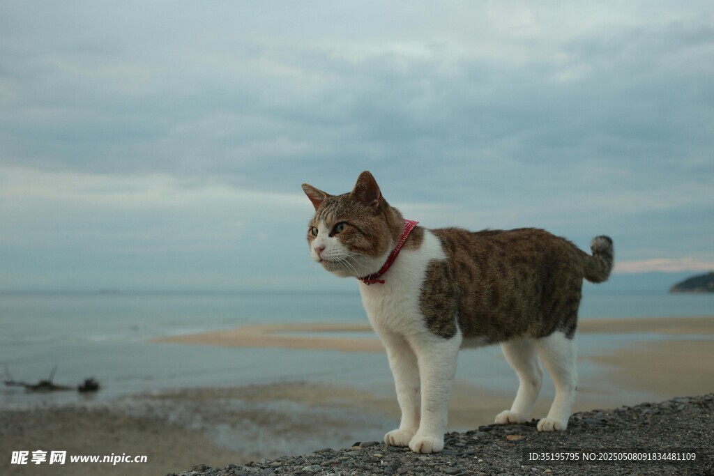 海边站立的可爱猫咪