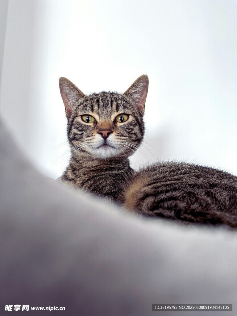 可爱斑纹猫咪侧卧