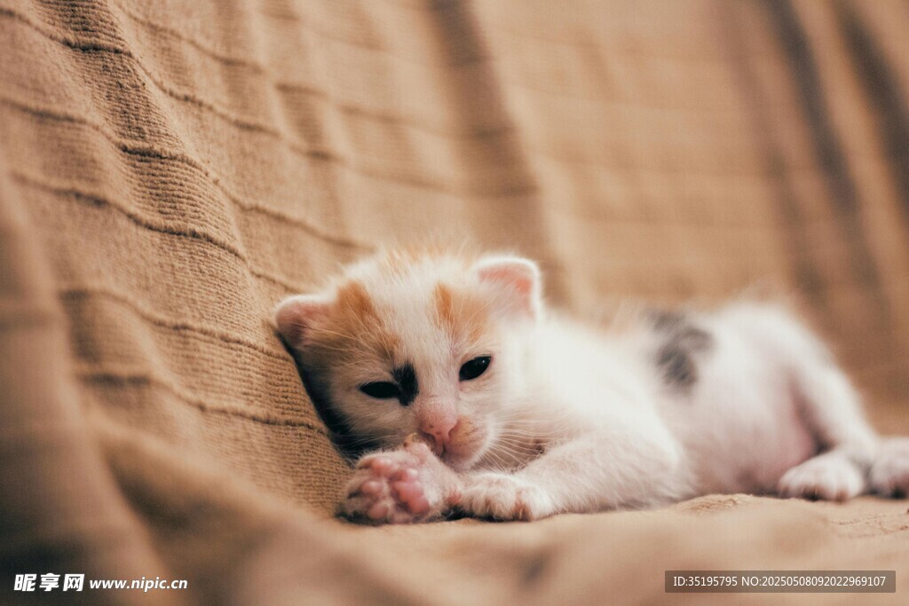 可爱三色小猫慵懒趴卧
