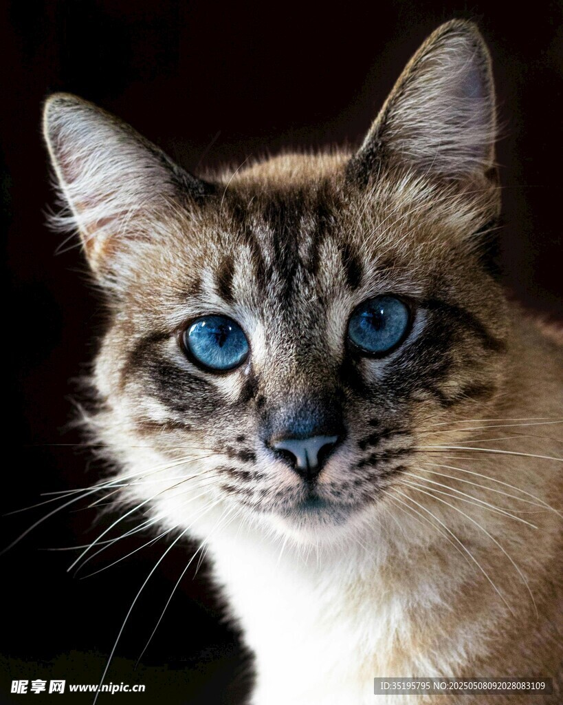 蓝眼斑纹猫特写
