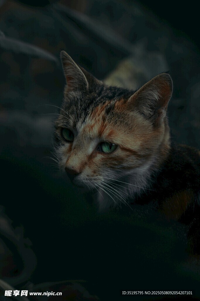 凝视的花猫