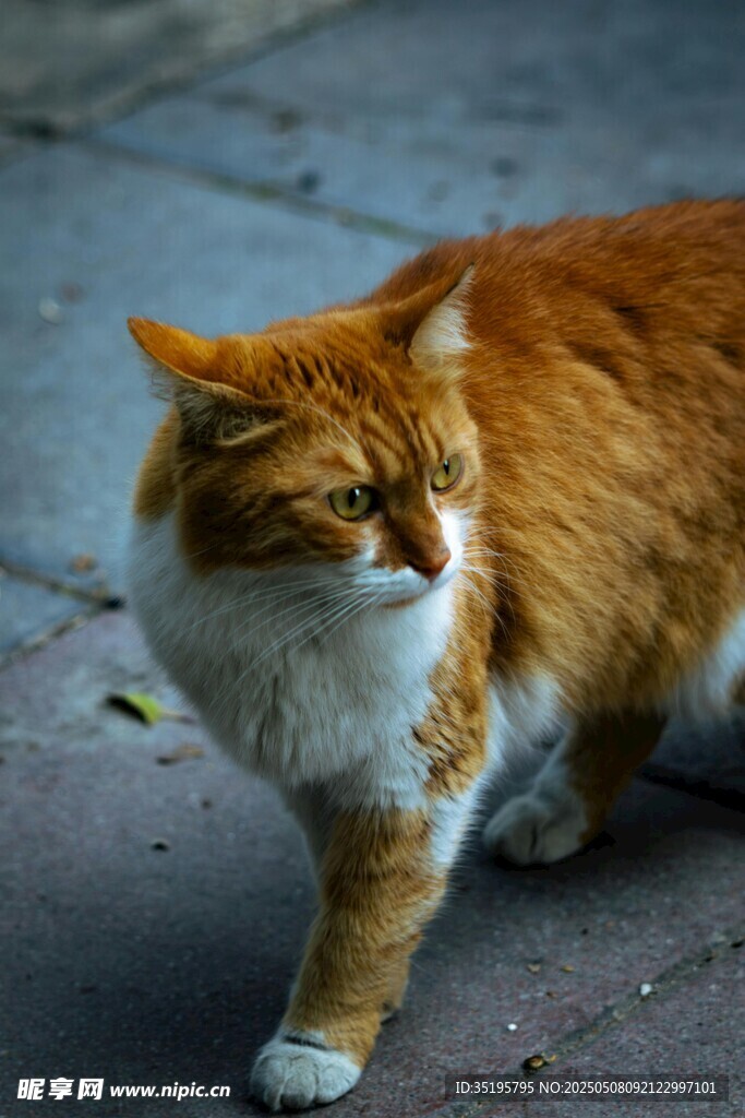 橘猫漫步街头