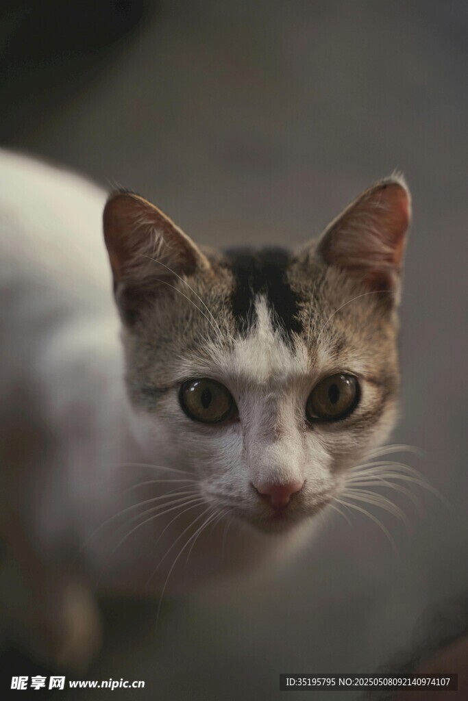 可爱三色猫咪近景特写