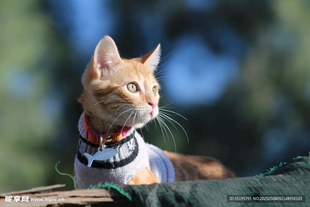 穿毛衣的可爱猫咪