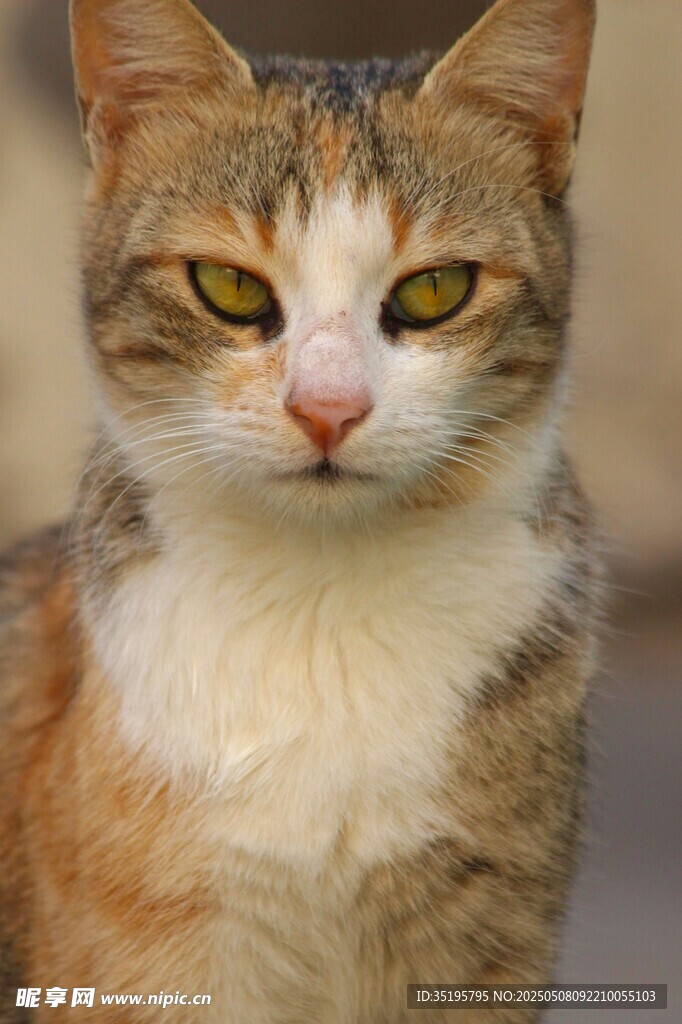 可爱三色猫咪特写