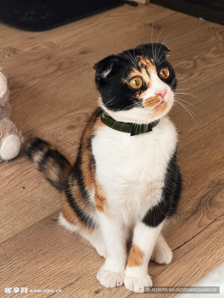 三色花猫戴项圈坐地板