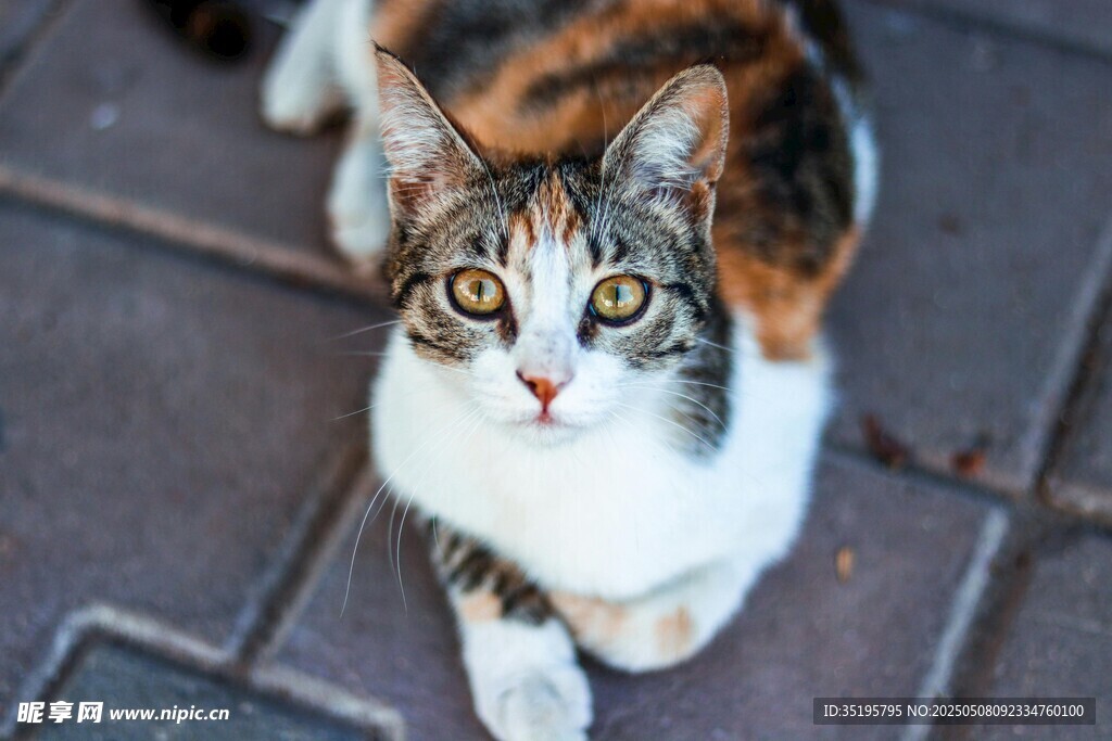 仰头的三色猫咪