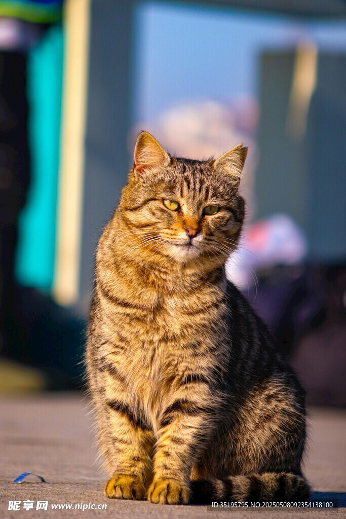 坐立的斑纹猫咪