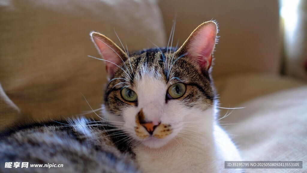 可爱猫咪惬意躺沙发