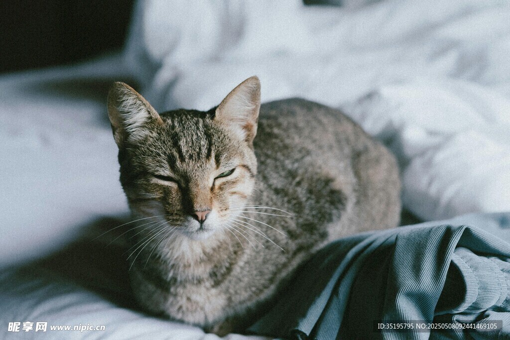 慵懒猫咪惬意躺卧