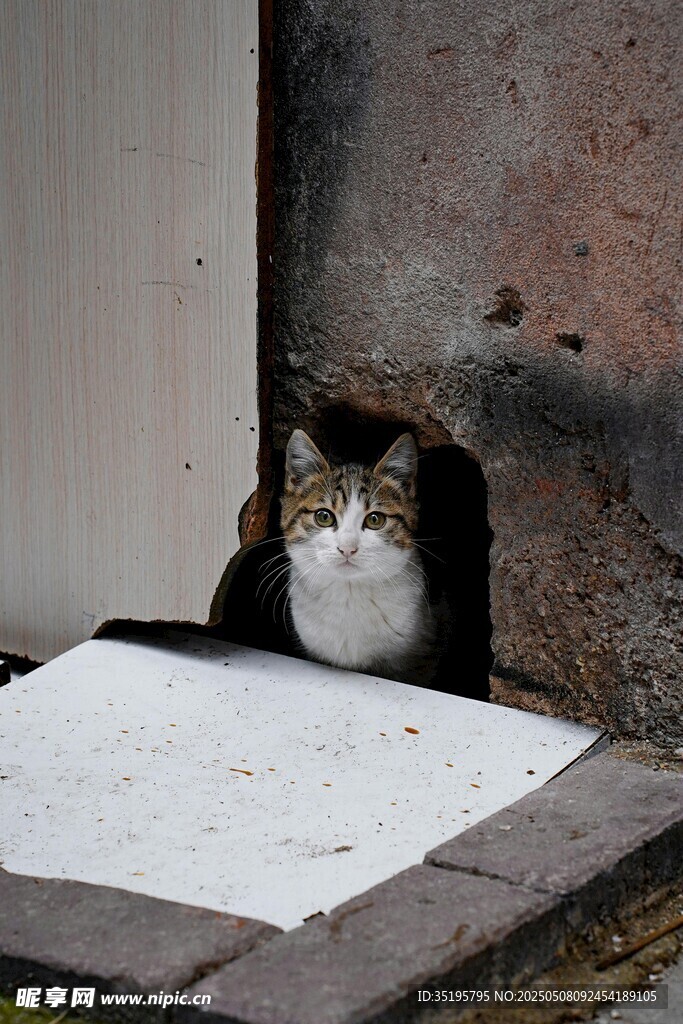 猫咪躲在墙角洞口张望