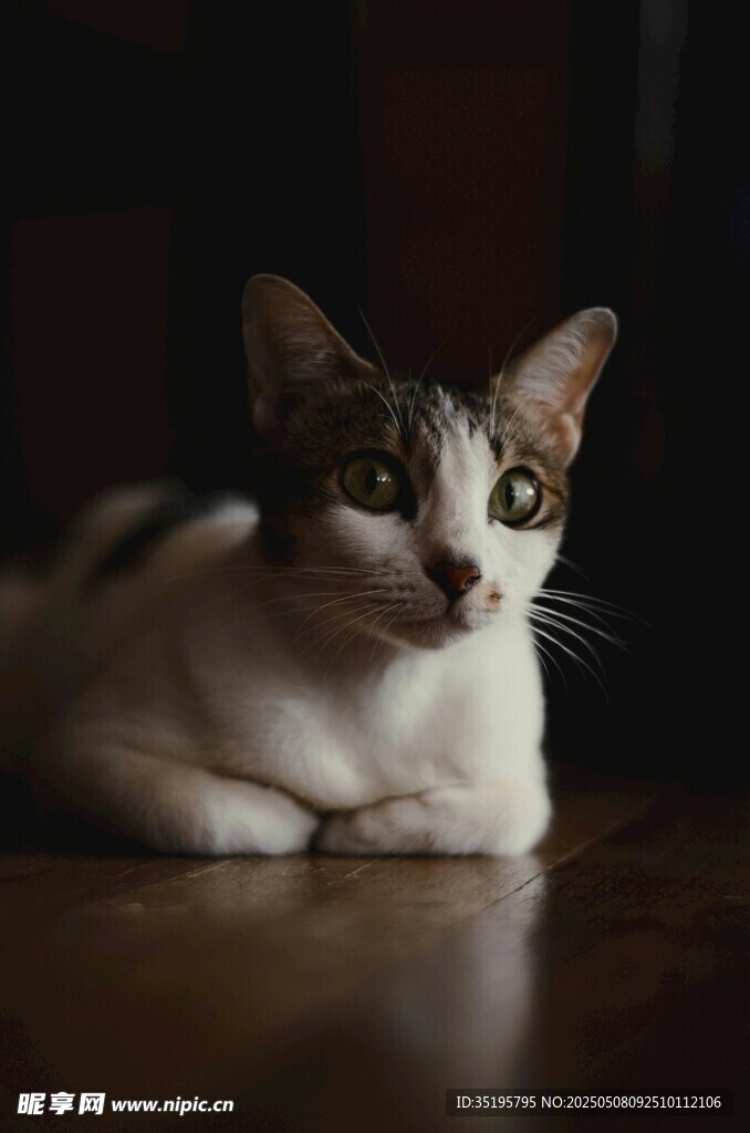 趴坐的可爱猫咪