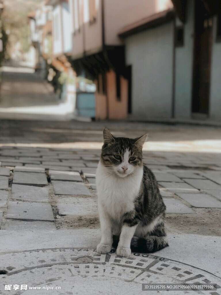 街道上的猫咪