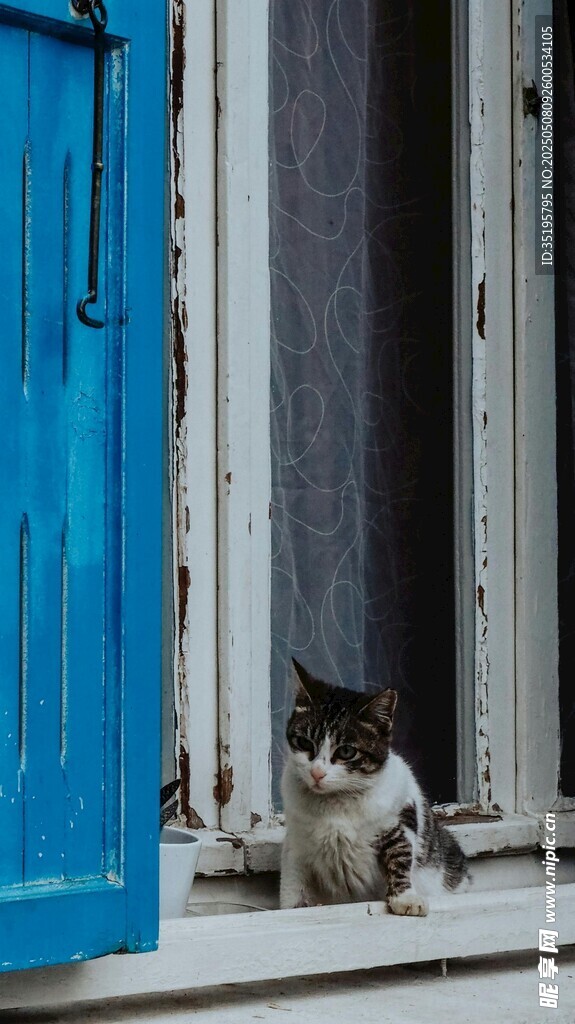 蓝门旁的猫咪
